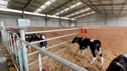 Kowbucha: NZ Scientists Create Drink To Reduce Cow Methane Emissions - TaiwanPlus News
