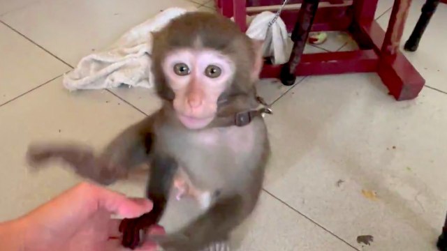 Taiwan Bans Raising Macaques - TaiwanPlus News