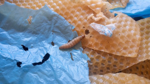 Wax Worm Enzyme Could Help Fight Plastic Waste Pollution - TaiwanPlus News