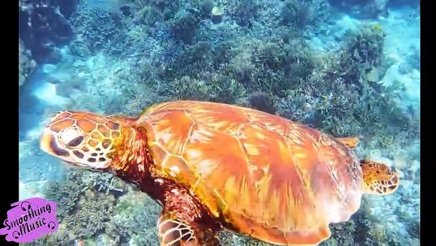 Relaxing Piano Music, Relaxing Music, Meditation, Piano Music, Sleep Music, Piano, Study, Calm ☯