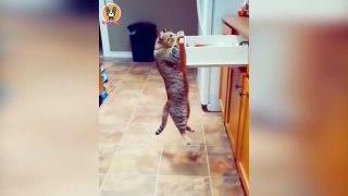 Animais engraçados 2022 - Cães e gatos fofos fazendo coisas engraçadas #2 - funny animas