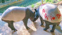 Taipei Zoo: 2 Malayan Tapirs Now a Couple - TaiwanPlus News