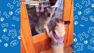 Animais engraçados 2022 - Cães e gatos fofos fazendo coisas engraçadas #5 - funny