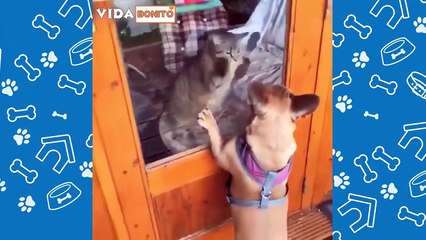 Animais engraçados 2022 - Cães e gatos fofos fazendo coisas engraçadas #5 - funny