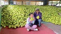 Taiwan Farmers Face Post Mid-Autumn Festival Pomelo Sales Slump - TaiwanPlus News