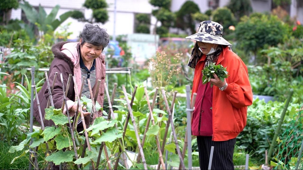 Urban Farming Takes Root in Taiwan - TaiwanPlus News