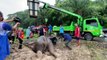 Pachyderms in Peril: Elephant Calf and Mother Rescued From Pit in Thailand - TaiwanPlus News