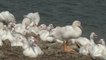 Duck Farm Accused of Burying Industrial Waste - TaiwanPlus News
