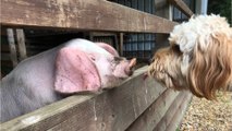 A giant half-blind dog adopts a baby piglet, and their unusual bond is heartwarming (VIDEO)