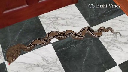 PAAGAL BETA 2 _ Jokes _ NIKHIL 50K  _ Desi Comedy Video _ School Classroom Jokes