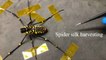Taiwan Scientists Learn From Spiders to Make Fiber-Optic Biosensor - TaiwanPlus News