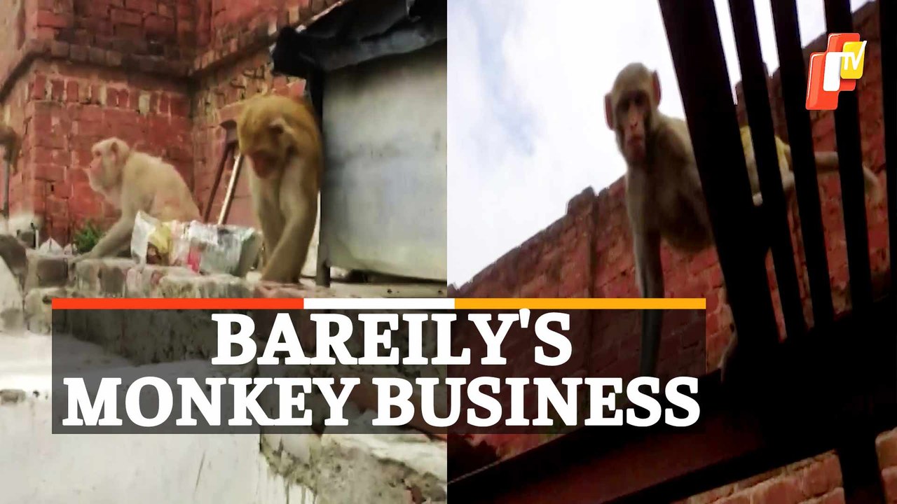 How Bad Is The Monkey Menace In UP's Bareily