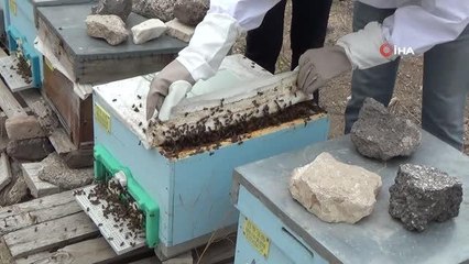 Eskişehir haberleri! Eskişehir'de kovanlar 20 kilo bal verdi