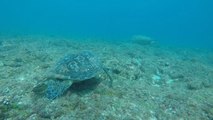 Record Number of Sea Turtle Nests Found on Xiaoliuqiu Island - TaiwanPlus News