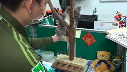 Meet Bess: Taipei Zoo's 1st Hand-Raised Koala Joey - TaiwanPlus News