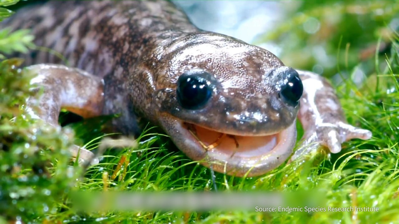 Taiwan's Extinction 'Red List' of Endangered Species - TaiwanPlus News