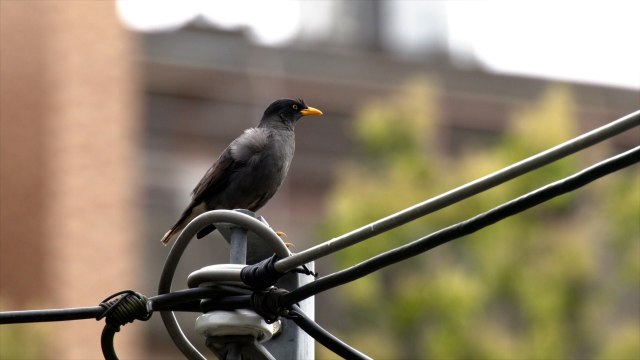 Invasive Bird Species Threatening Taiwanese Crested Myna