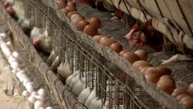 Taiwan's Hot Weather Brings Another Egg Shortage - TaiwanPlus News