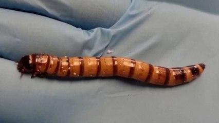 Study Finds Superworms Could Help Tackle Plastic Pollution