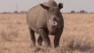 Rhinos Return to Mozambique