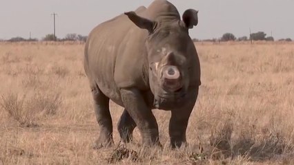 Rhinos Return to Mozambique