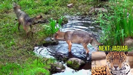 Children Learn Temperate Forest Animal Sounds & Forest Animals with Forest Animals for Kids