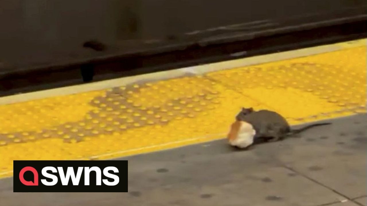 Video shows rat carrying HUGE bread roll the size of a tennis ball through the New York subway