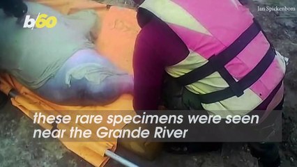 Vulnerable Species of Dolphin Rescued from Shallow Waters