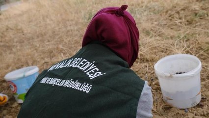 Balıkesir yerel haberi... Ayvalık Belediyesi'ne Ait Zeytinliklerin İlk Hasadını Başkan Ergin Yaptı