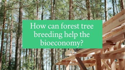 How can forest tree breeding help the bioeconomy?