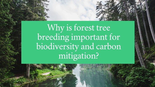 Why is forest tree breeding important for biodiversity and carbon mitigation?