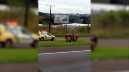 Mulher em surto na BR-277 mobiliza PM e Samu