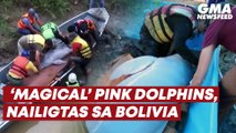 ‘Magical’ pink dolphins, nailigtas sa Bolivia | GMA News Feed