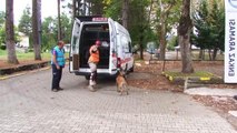 Sakarya haberi... Türkiye'nin en hassas burunlu arama kurtarma köpekleri Sakarya'da belirleniyor