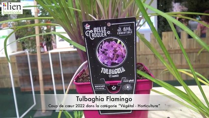Coup de coeur Innovert 2022 : Tulbaghia Flamingo®, plante très graphique