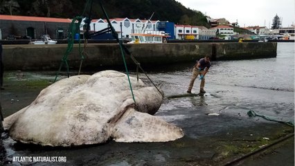 Ce poisson-lune géant est le plus gros poisson osseux du monde