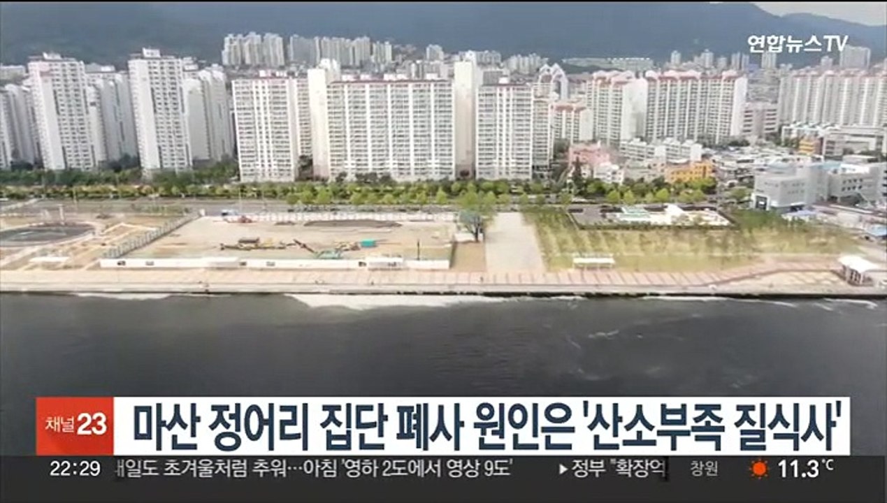 마산 정어리 집단 폐사 원인은 '산소부족 질식사'