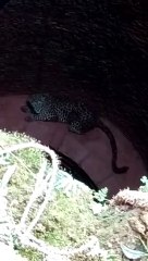 leopard rescued well from  well
