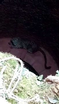 leopard rescued well from well