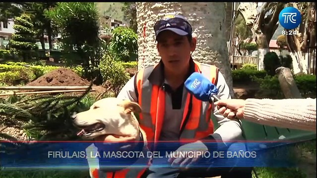 La historia de Firulais, el perro adoptado por el Municipio de Baños de Agua Santa