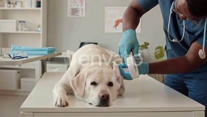 Vet Examining Dogs Ear