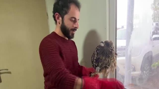 Son dakika haber... Yaralı ve bitkin halde bulunan 6 yabani kuş tedaviye alındı