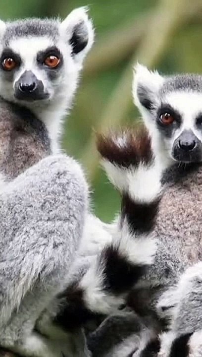 A group of lemursnew unwatch not before unbelievable Sean and unknown