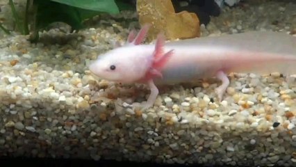 Axolotl rebuild heart spinal cord   limbs After Damage