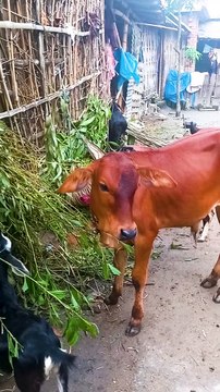 Calf of the Shahiwal breed || sahiwal cow || sahiwal cow baby || Village People Life