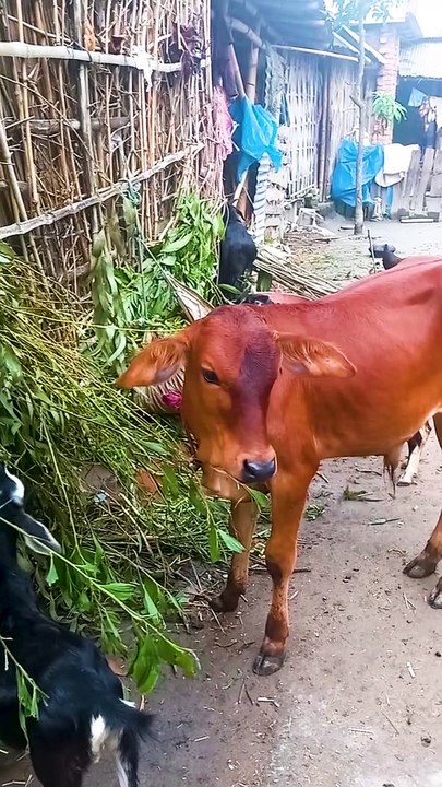 Calf of the Shahiwal breed || sahiwal cow || sahiwal cow baby || Village People Life