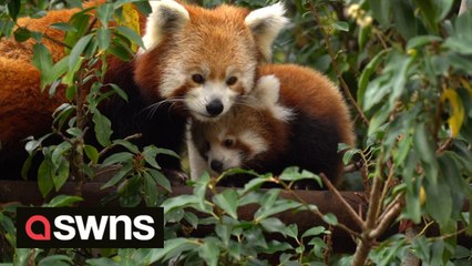 'Miracle baby' Red Panda takes its first steps outside