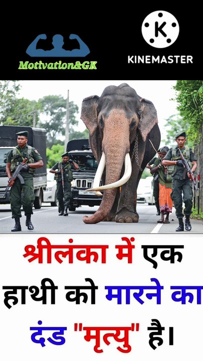 Punishment for killing an elephant in Sri Lanka | #elephant#shorts