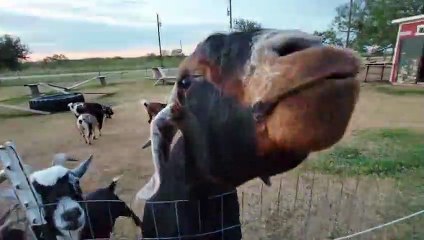 Rescued goat wants to eat all day long!