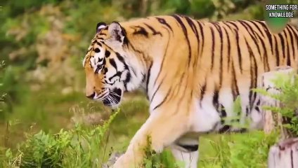 TIGER VS GORILLA   ANIMALS UNBELIEVABLE FIGHT PART-6   ANIMALS FIGHT   SOMETHING FOR KNOWLEDGE